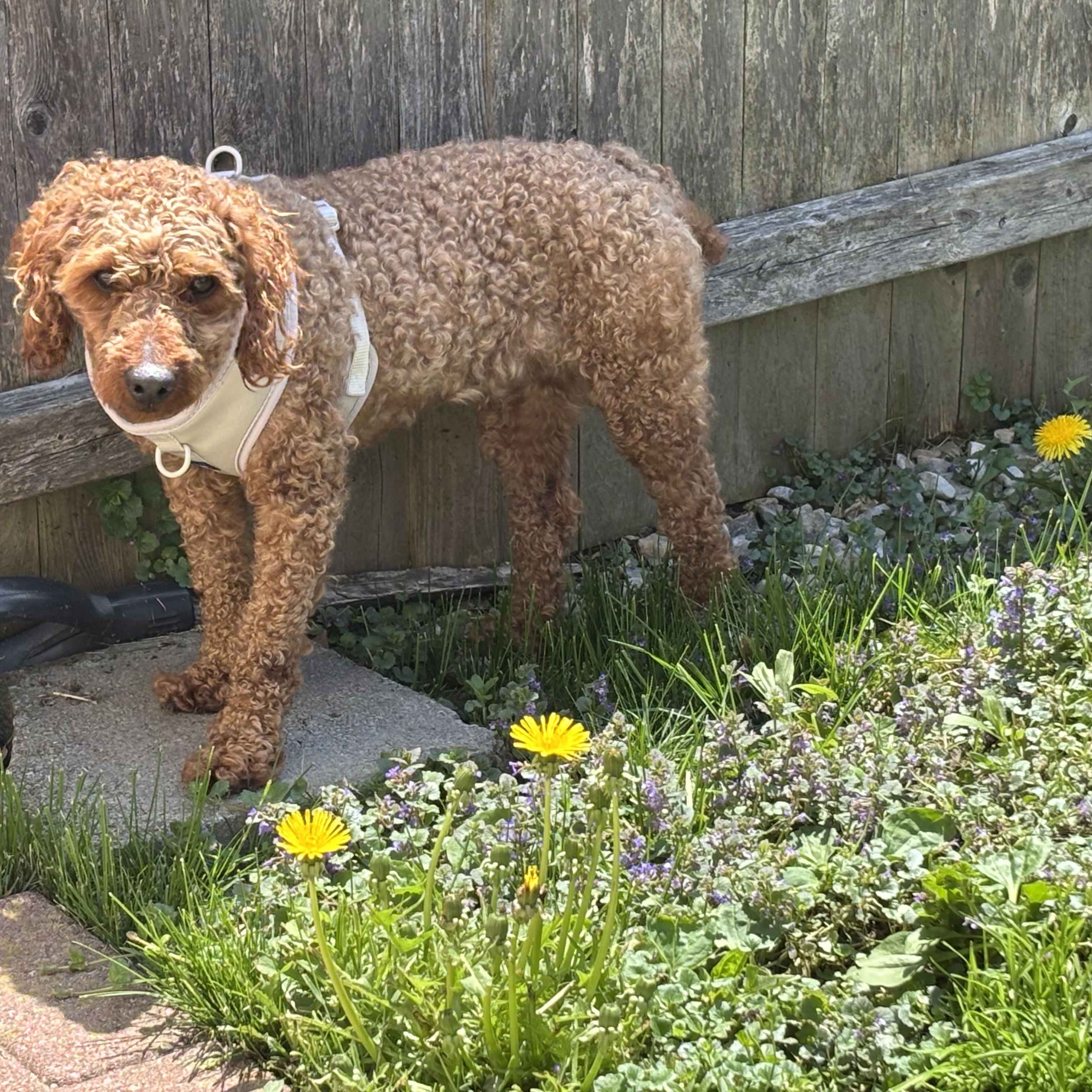 Rudy, a ADOPTABLE Miniature Poodle in Burlington, VT image 2/6