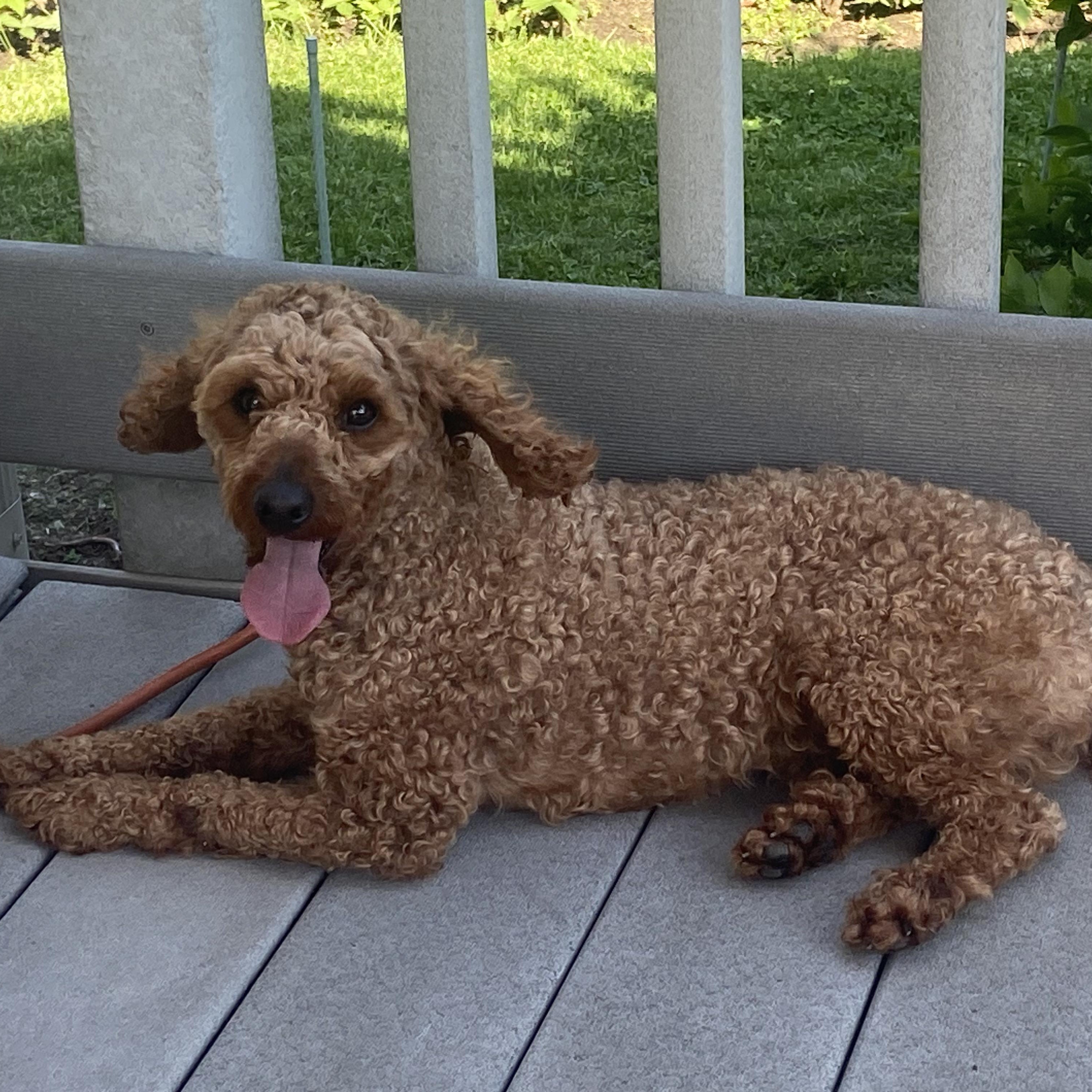 Rudy, ADOPTABLE, Adult Male Miniature Poodle.