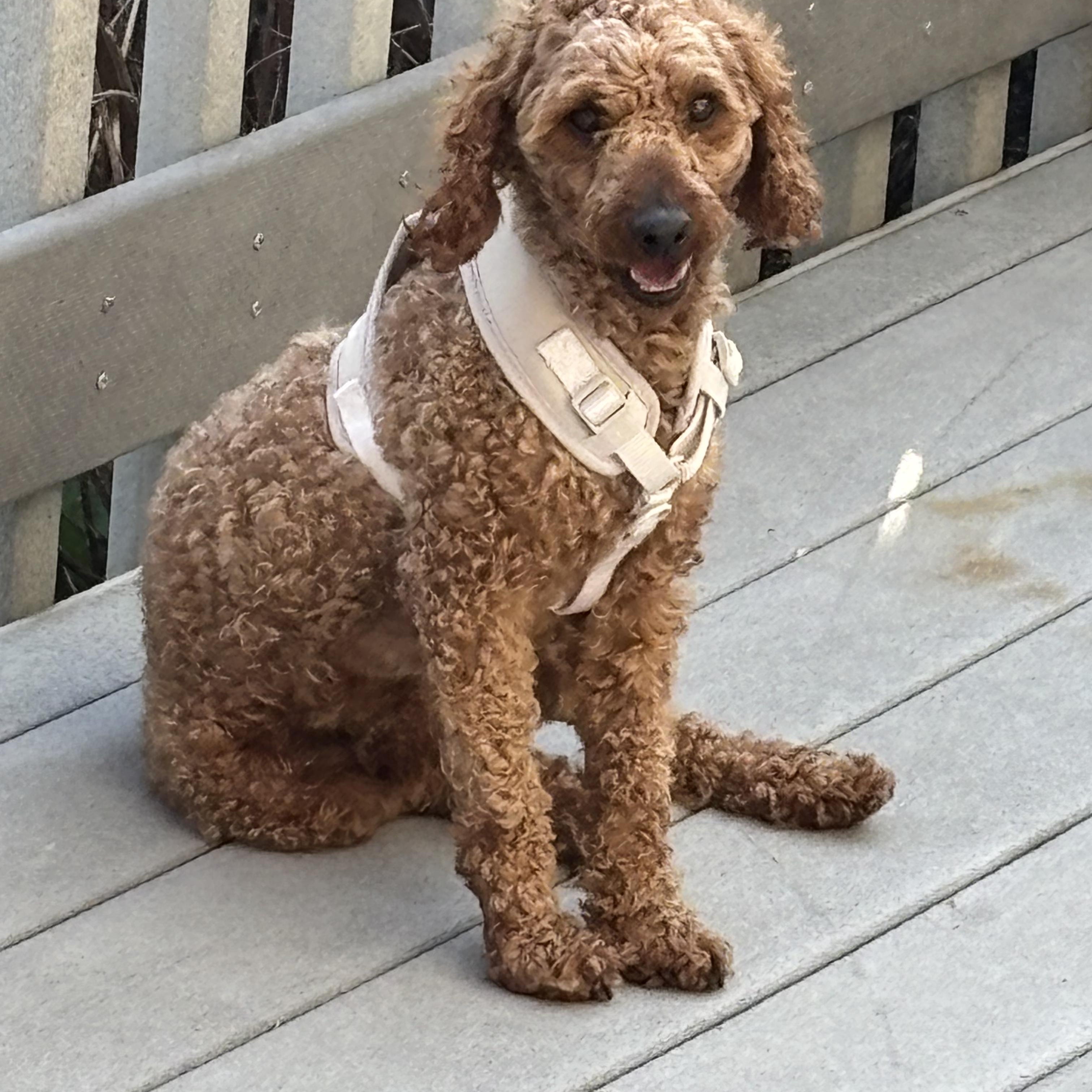 Rudy, a ADOPTABLE Miniature Poodle in Burlington, VT image 3/6