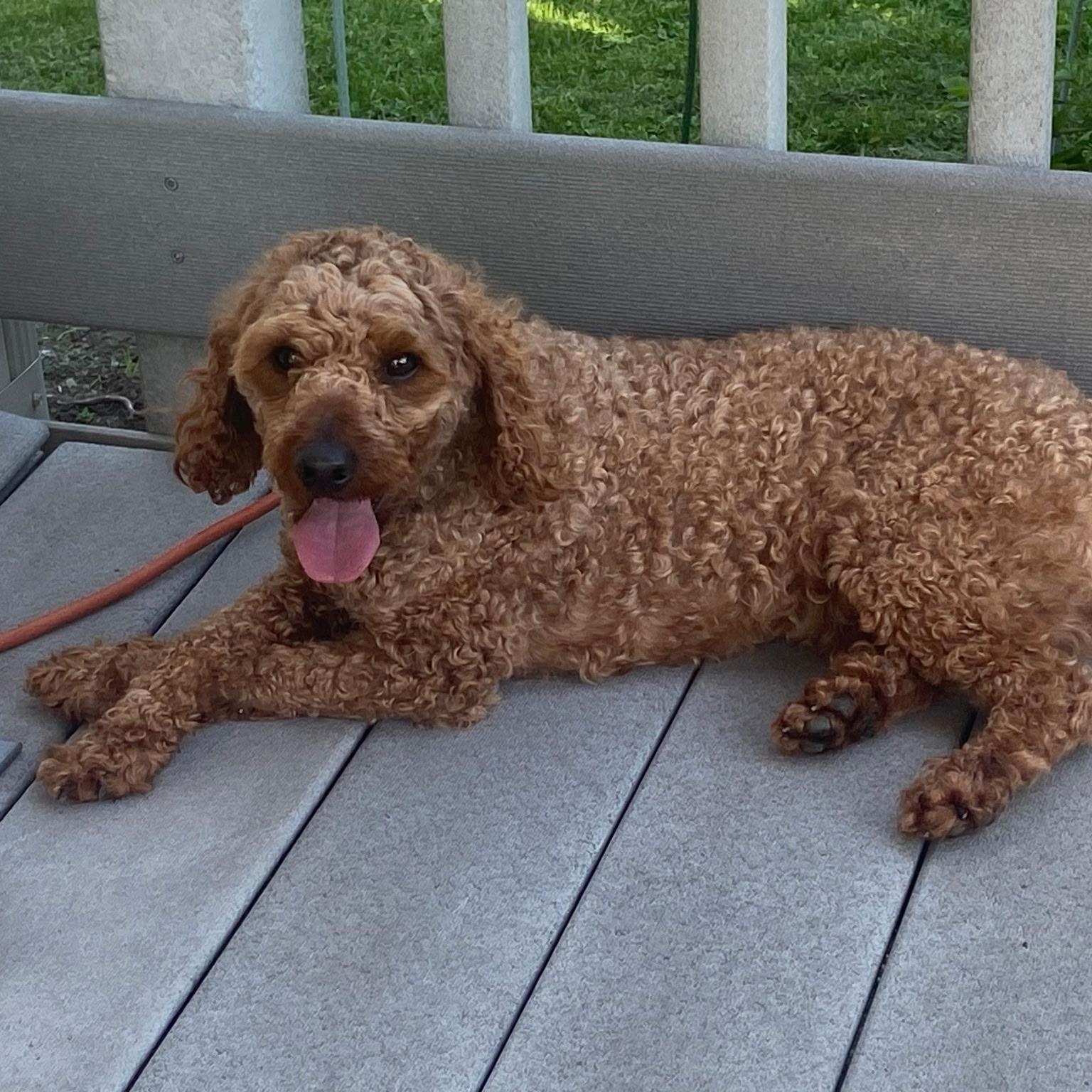 Rudy, a ADOPTABLE Miniature Poodle in Burlington, VT image 4/6
