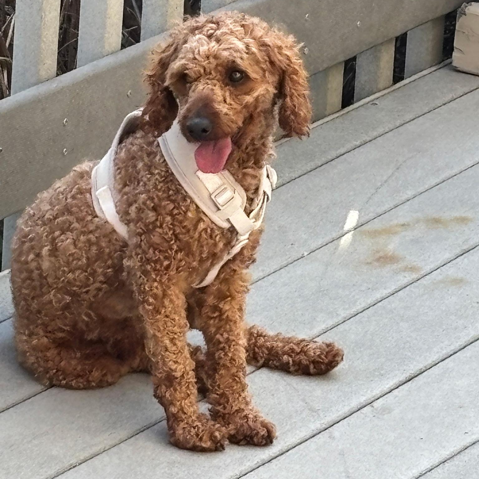 Rudy, a ADOPTABLE Miniature Poodle in Burlington, VT image 6/6