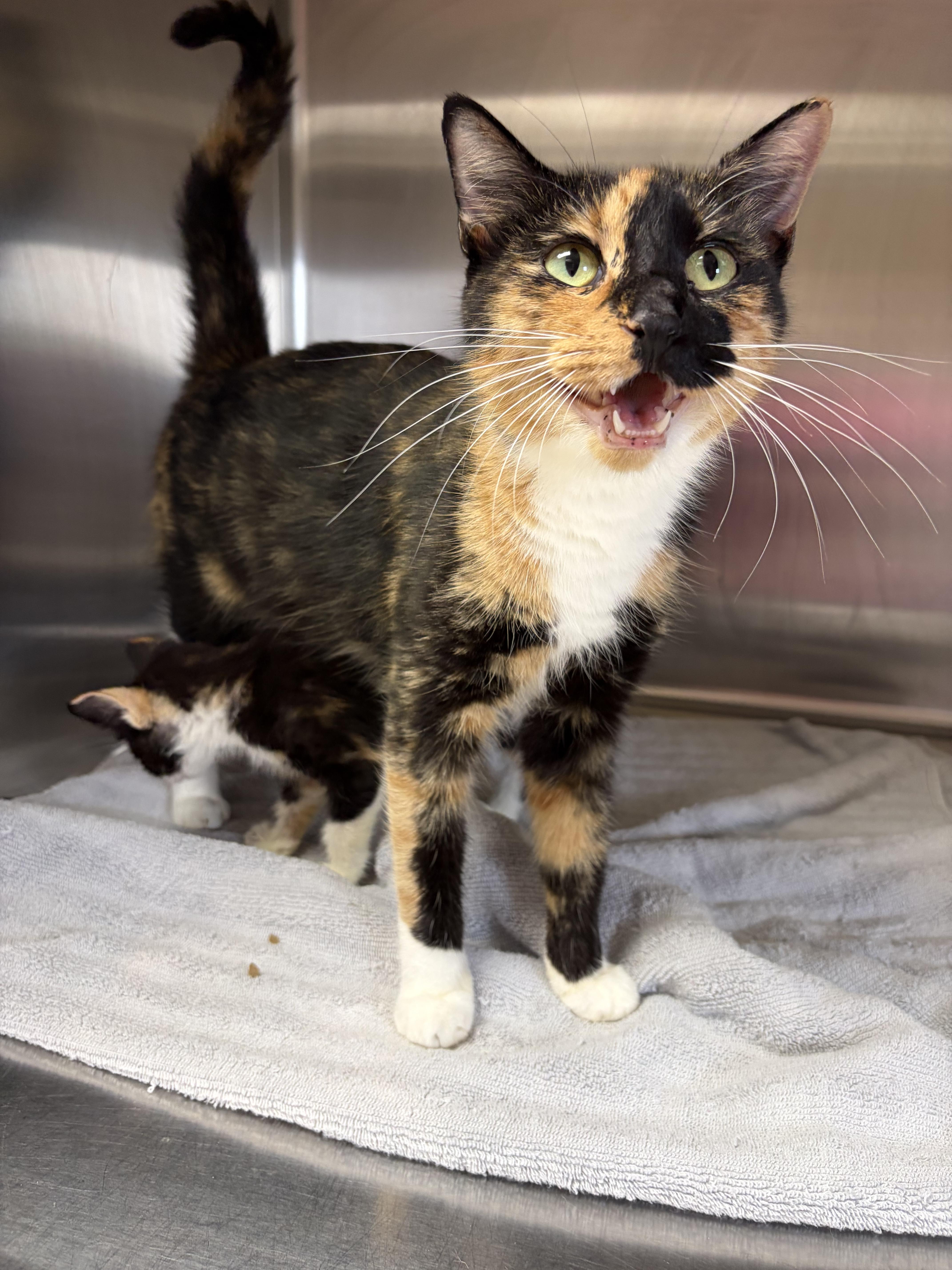 Enlarge Lorelai, a Adoptable mixed breed in Greensboro, NC image 4/4
