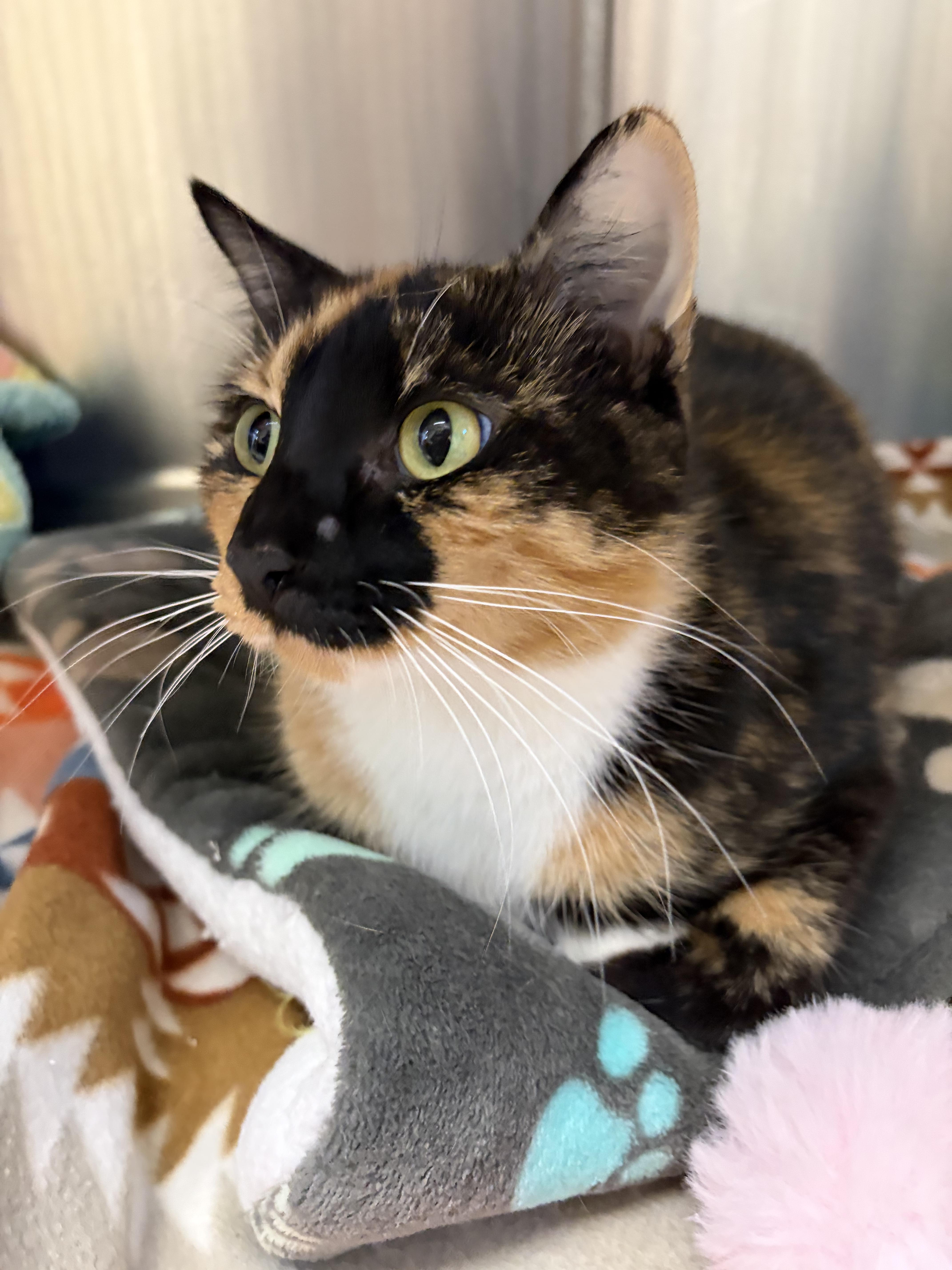 Lorelai, Adoptable, Young Female Domestic Short Hair & Torbie.