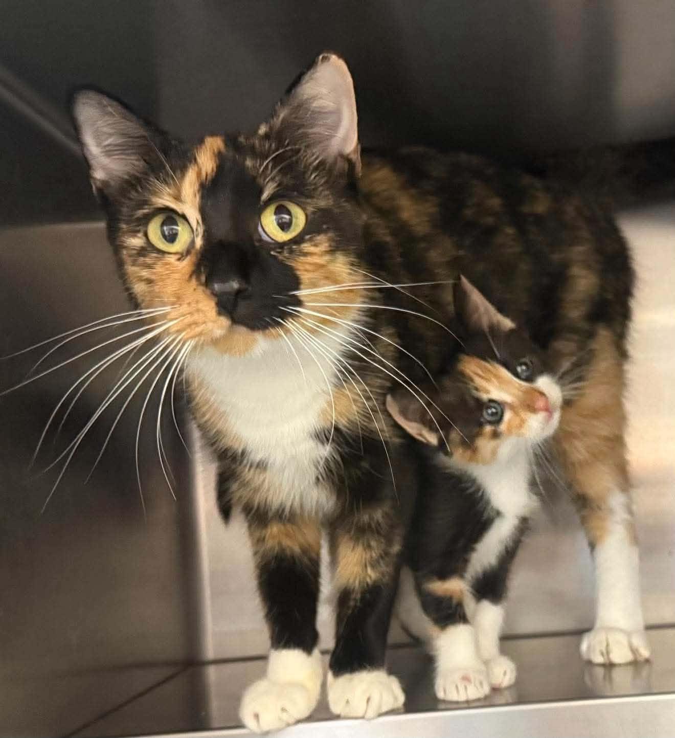Enlarge Lorelai, a Adoptable mixed breed in Greensboro, NC image 3/4