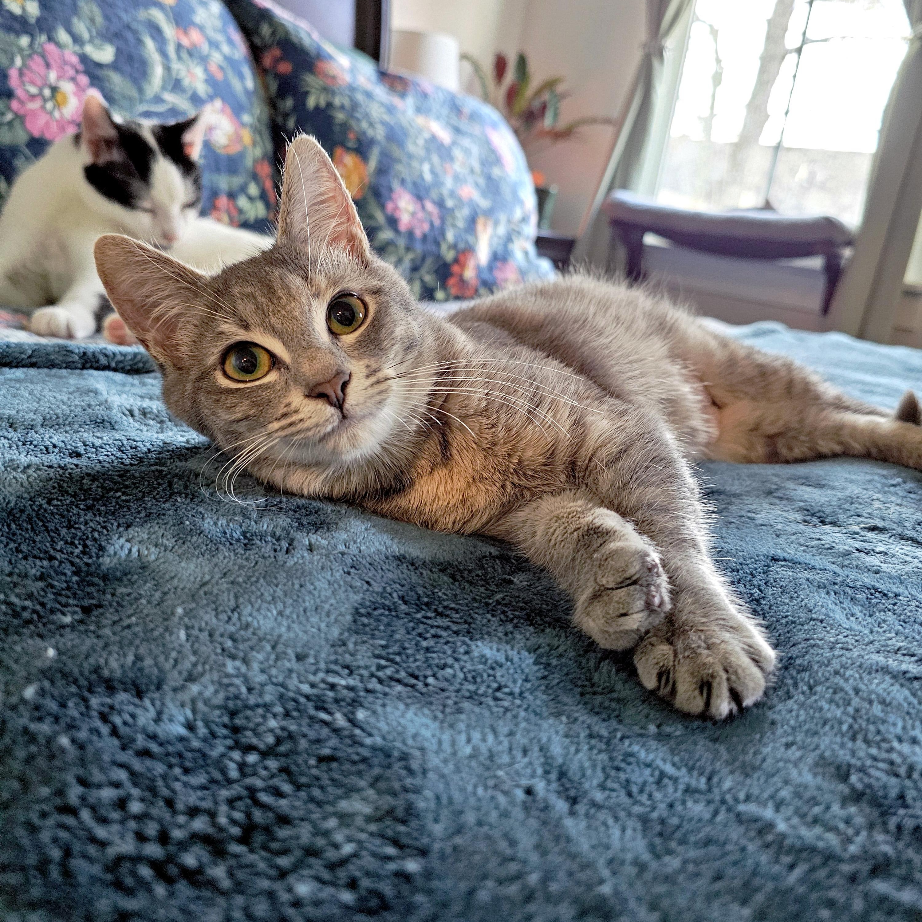 Enlarge Nesta, a ADOPTABLE Domestic Short Hair in Apex, NC image 2/5