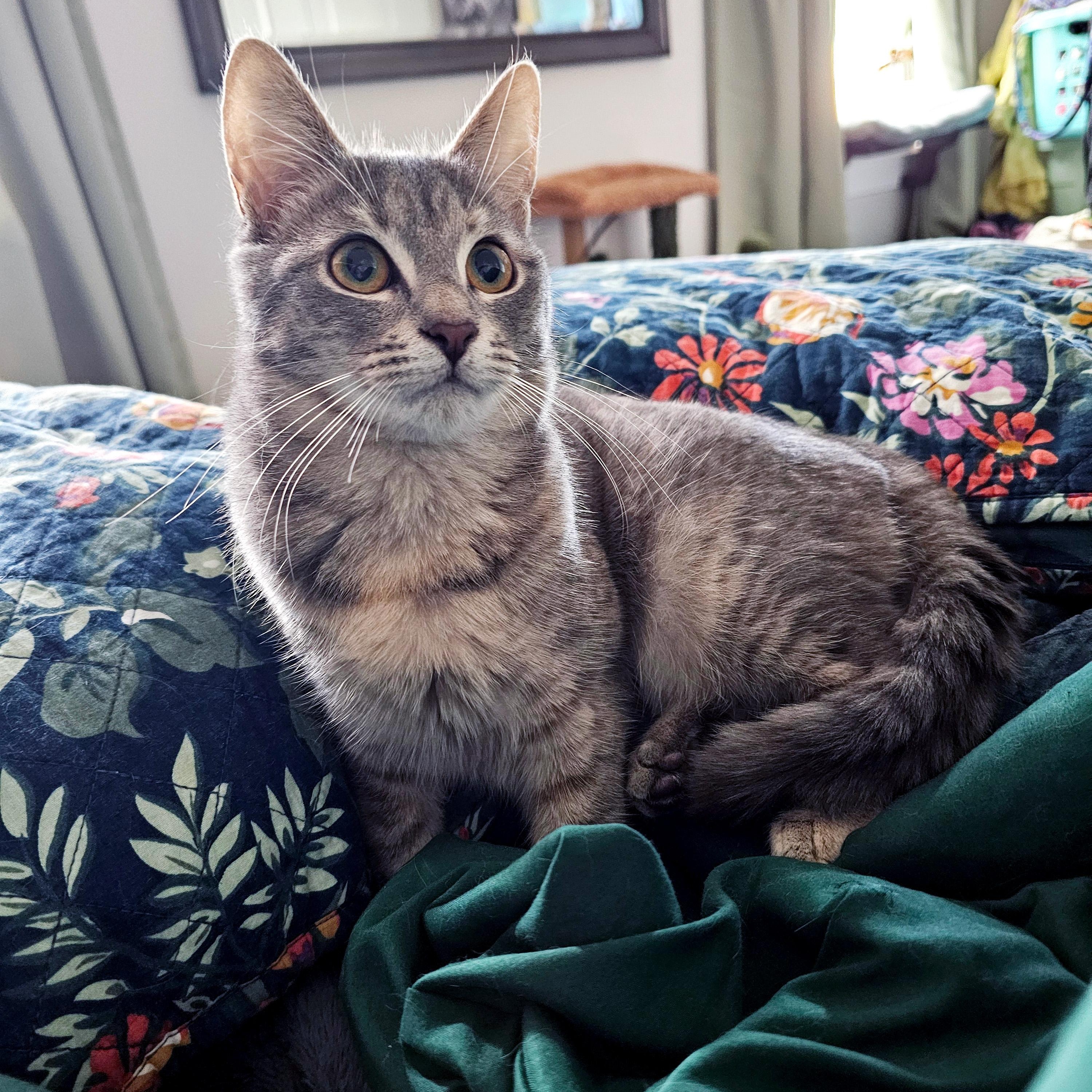 Enlarge Nesta, a ADOPTABLE Domestic Short Hair in Apex, NC image 4/5