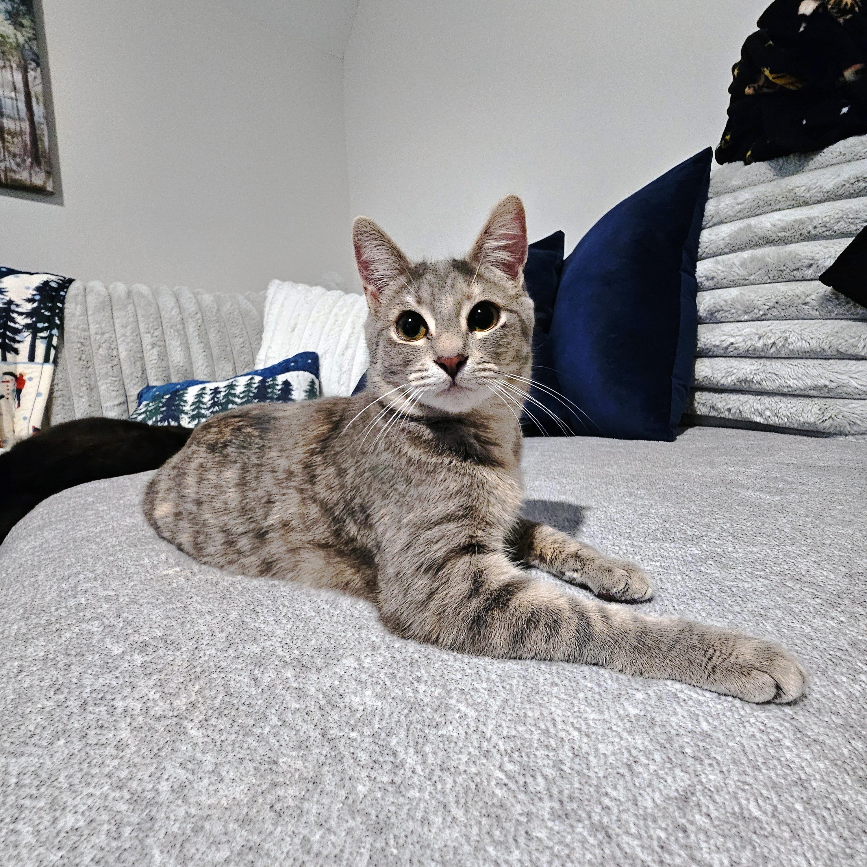 Enlarge Nesta, a ADOPTABLE Domestic Short Hair in Apex, NC image 1/5