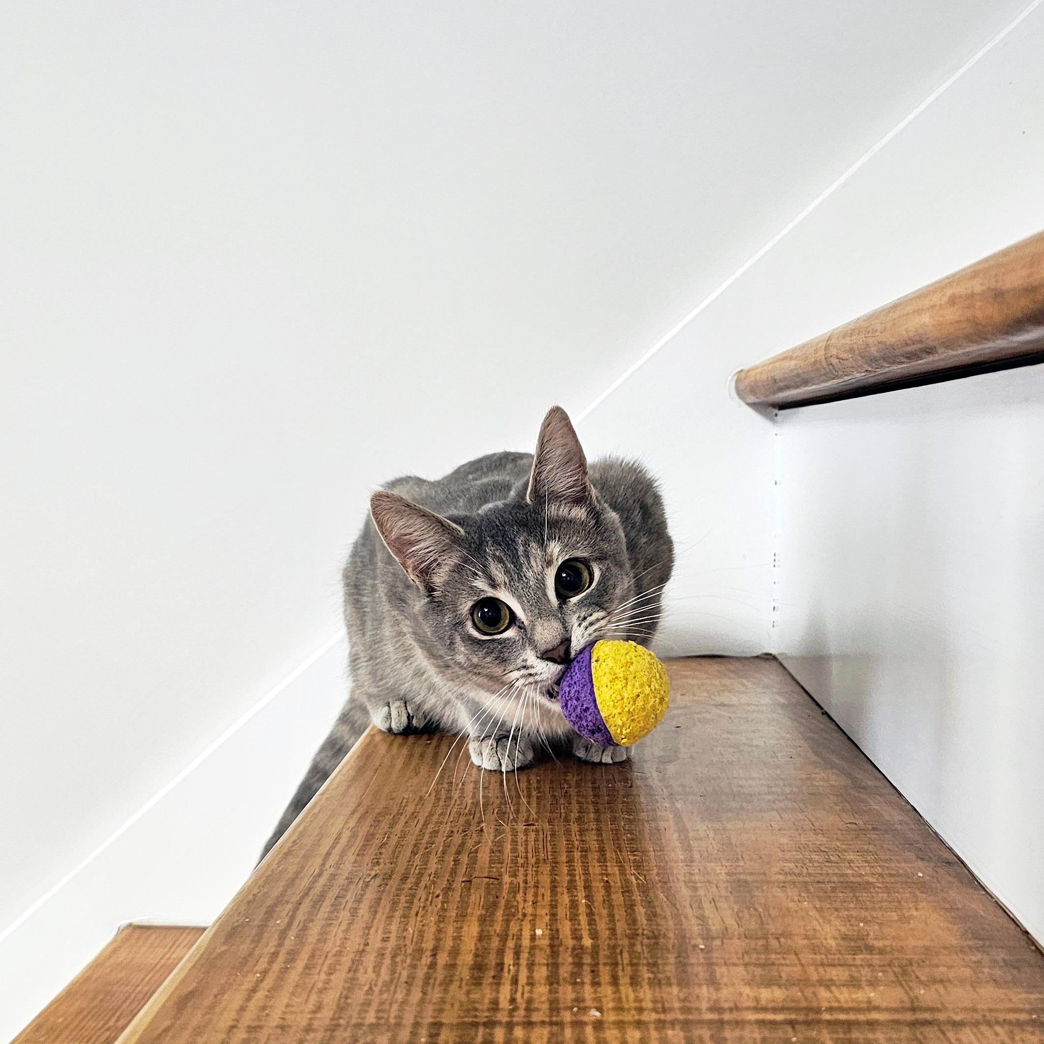 Enlarge Nesta, a ADOPTABLE Domestic Short Hair in Apex, NC image 3/5