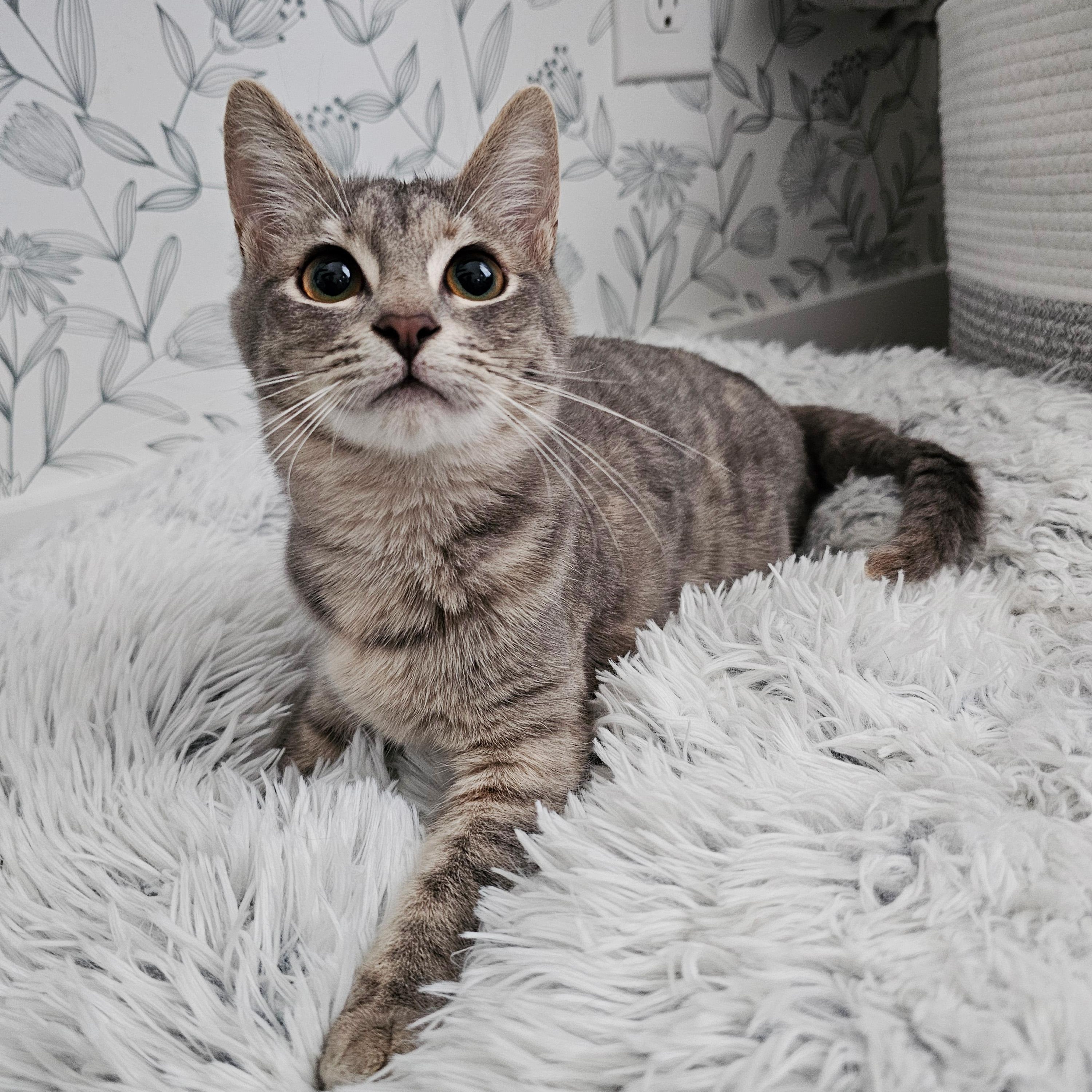 Enlarge Nesta, a ADOPTABLE Domestic Short Hair in Apex, NC image 5/5