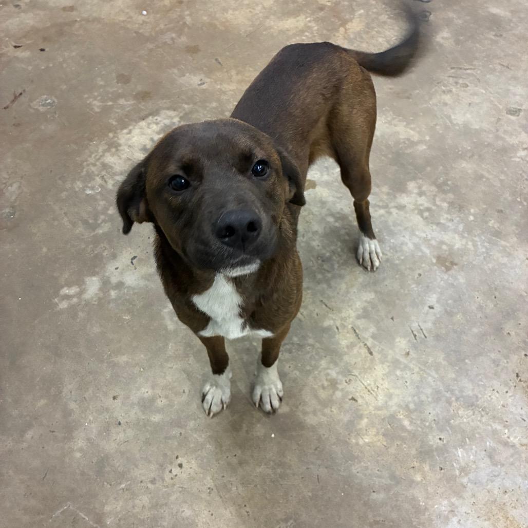 Bertie, Adoptable, Adult Male Mixed Breed.