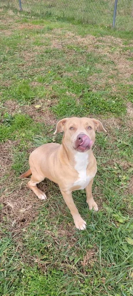 Honey, Adoptable, Adult Female Pit Bull Terrier.