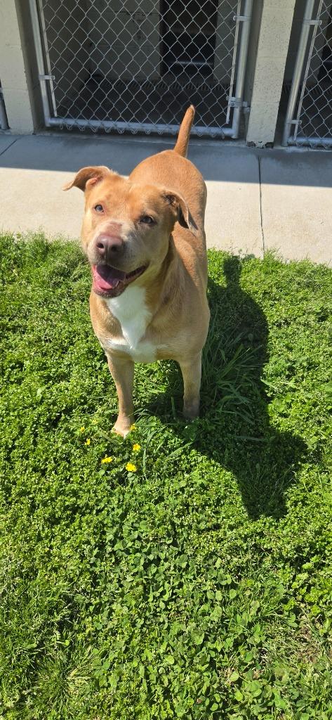 Enlarge Honey, a Adoptable Pit Bull Terrier in Shelbyville, TN image 2/6