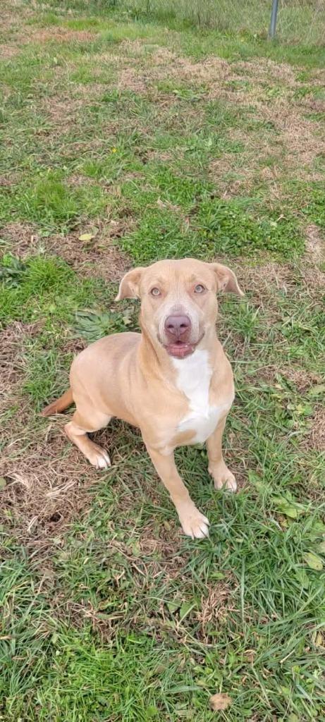 Honey, a Adoptable Pit Bull Terrier in Shelbyville, TN image 3/6