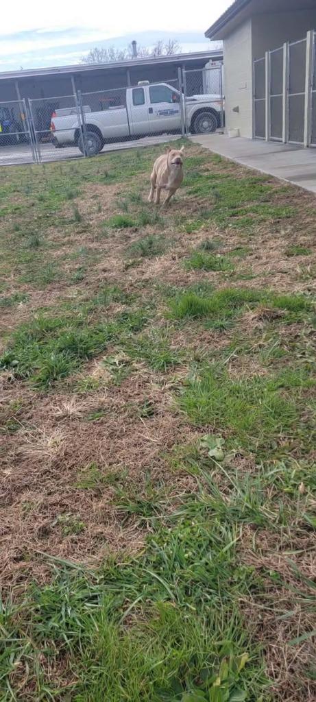 Honey, Adoptable, Adult Female Pit Bull Terrier.