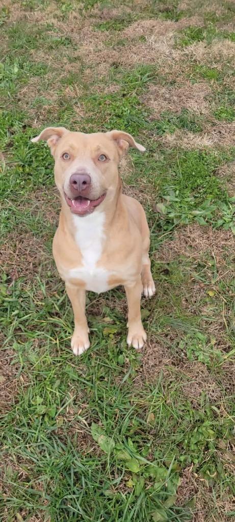 Honey, a Adoptable Pit Bull Terrier in Shelbyville, TN image 4/6
