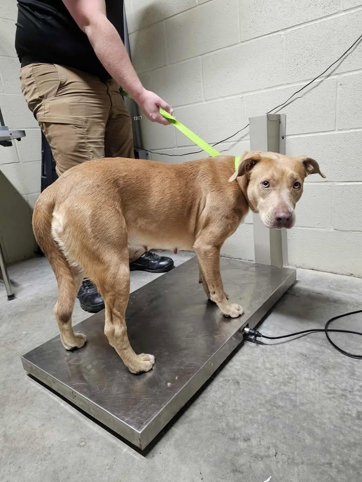 Honey, a Adoptable Pit Bull Terrier in Shelbyville, TN image 5/6