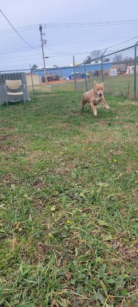 Honey, a Adoptable Pit Bull Terrier in Shelbyville, TN image 6/6