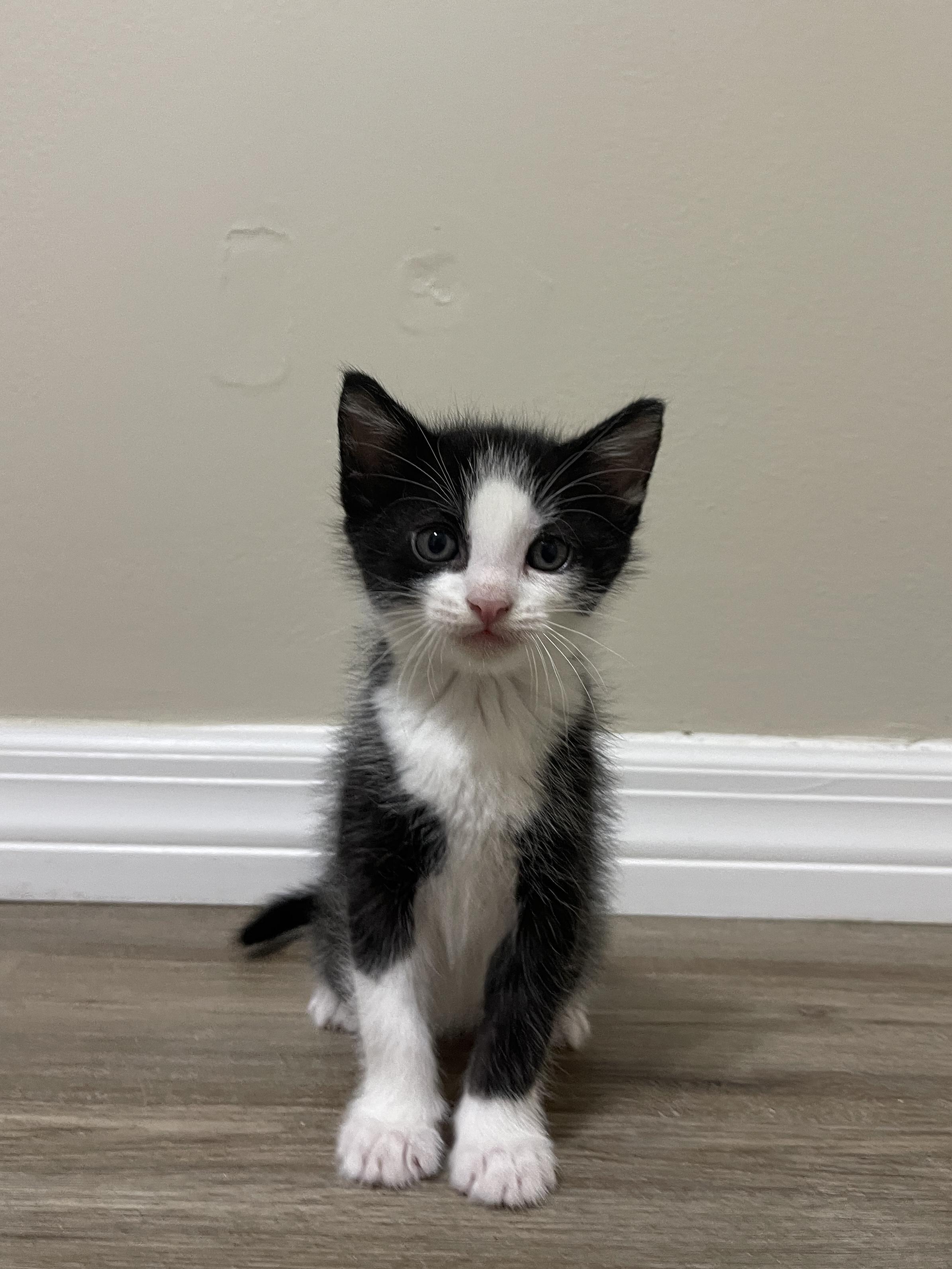 Enlarge Gouda, a Adoptable Domestic Short Hair in Tampa, FL image 2/2