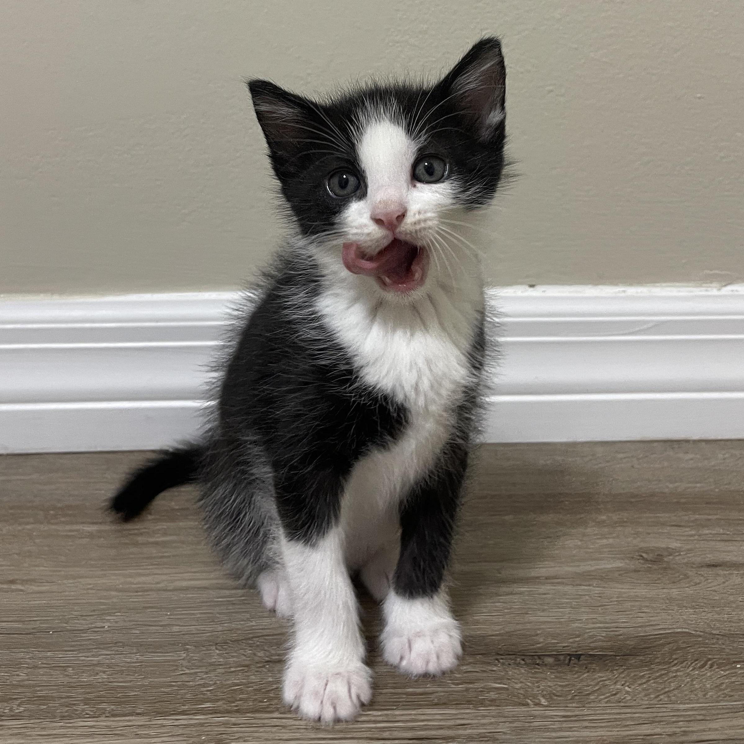 Gouda, Adoptable, Kitten Female Domestic Short Hair.
