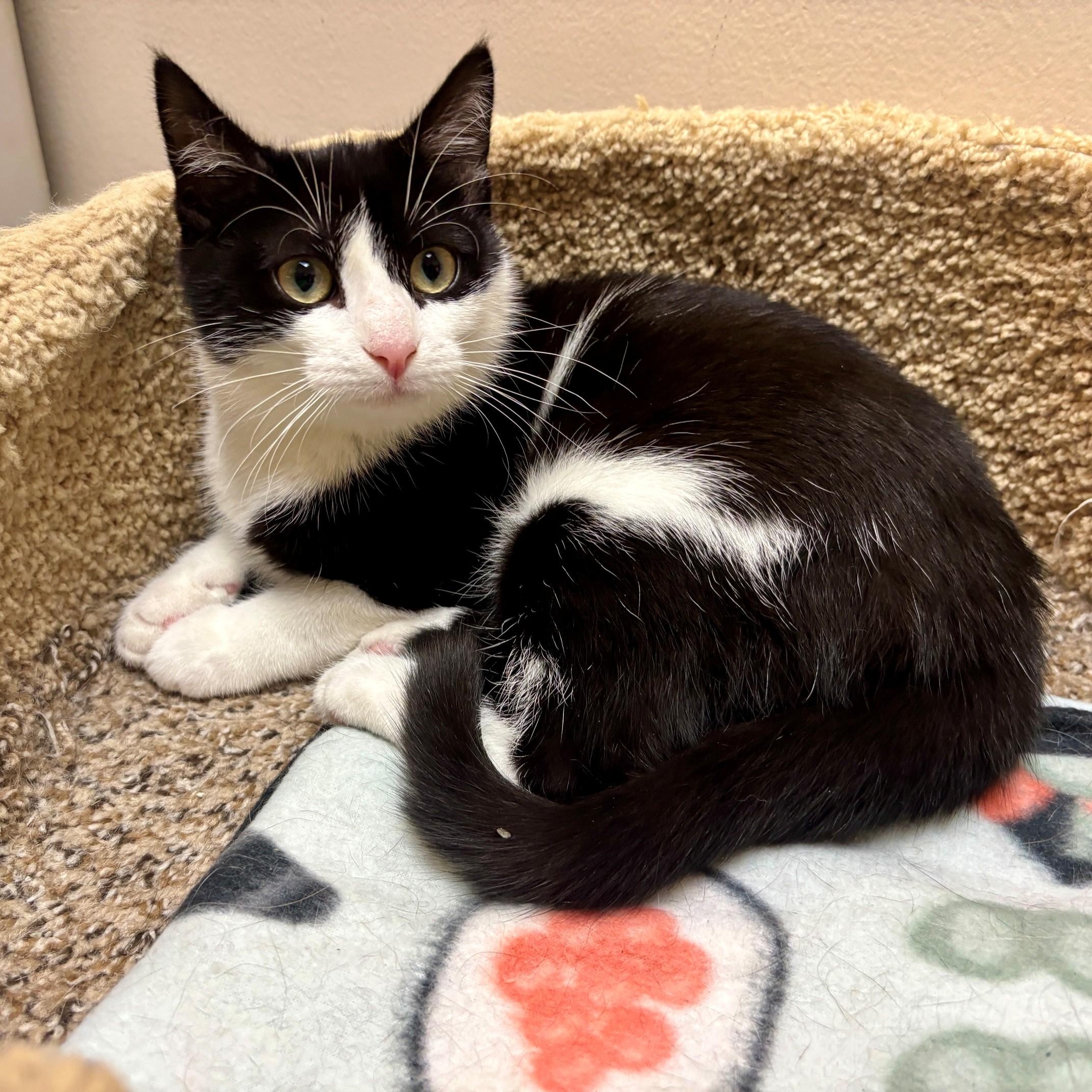 Enlarge Harriet, a Adoptable Domestic Short Hair in Dover, DE image 6/6