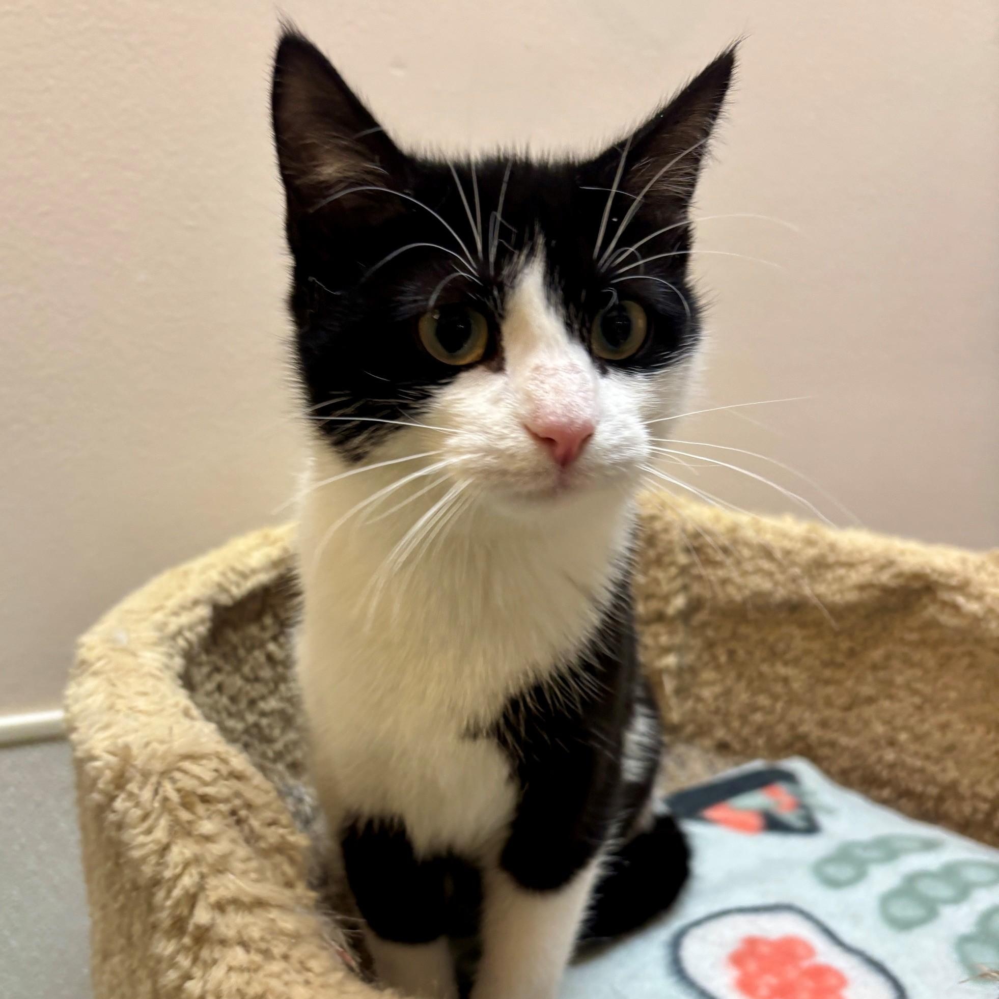 Enlarge Harriet, a Adoptable Domestic Short Hair in Dover, DE image 5/6