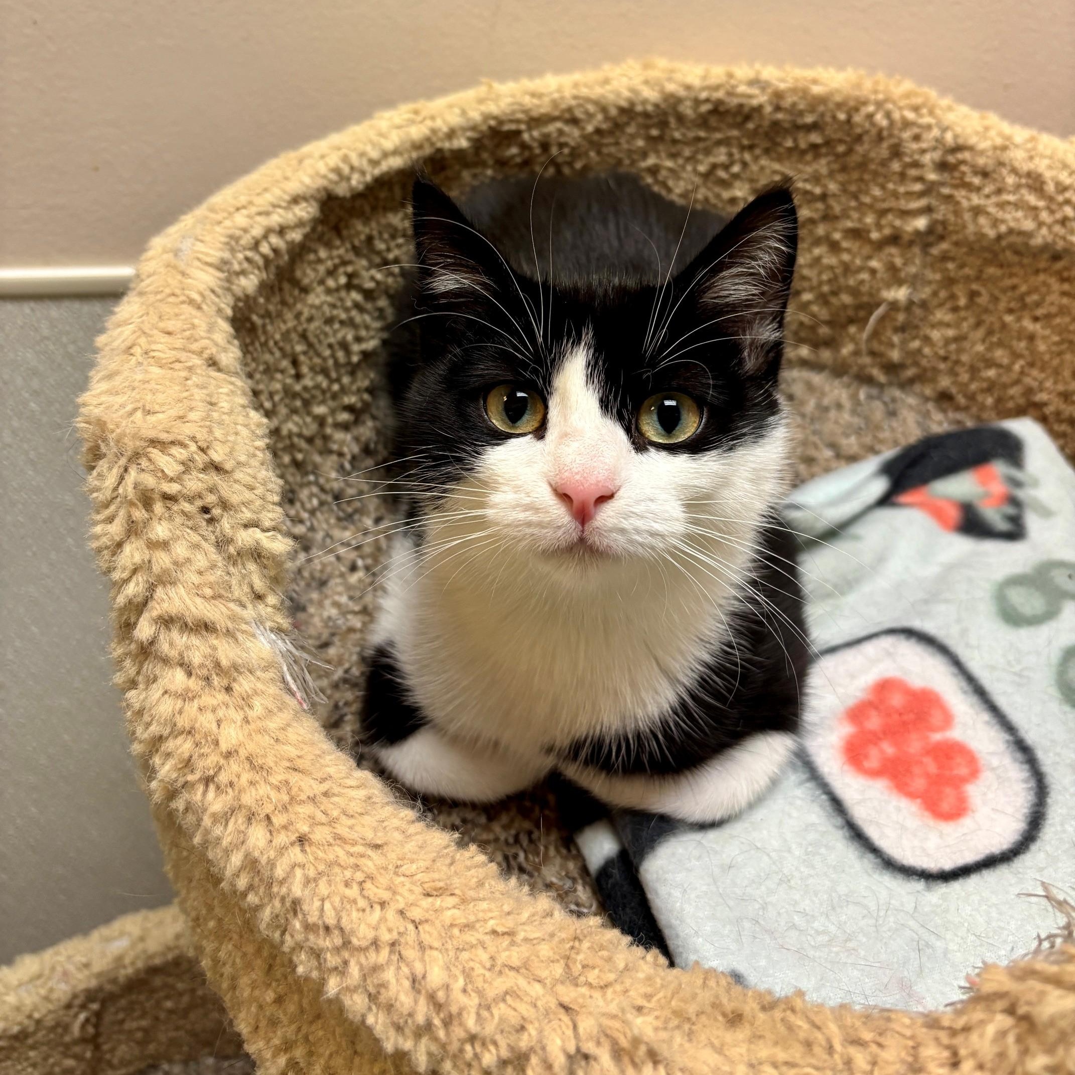 Enlarge Harriet, a Adoptable Domestic Short Hair in Dover, DE image 3/6