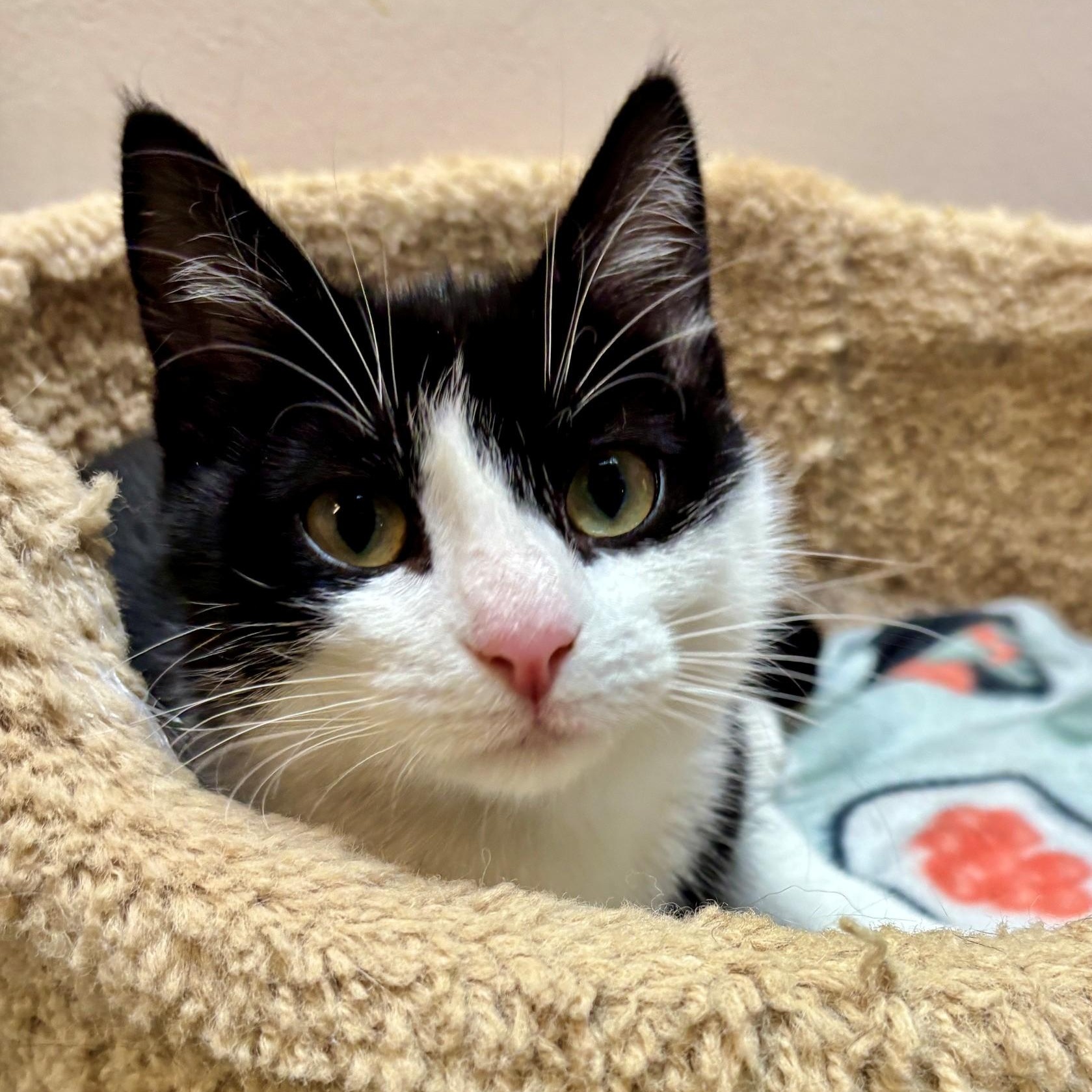 Enlarge Harriet, a Adoptable Domestic Short Hair in Dover, DE image 2/6