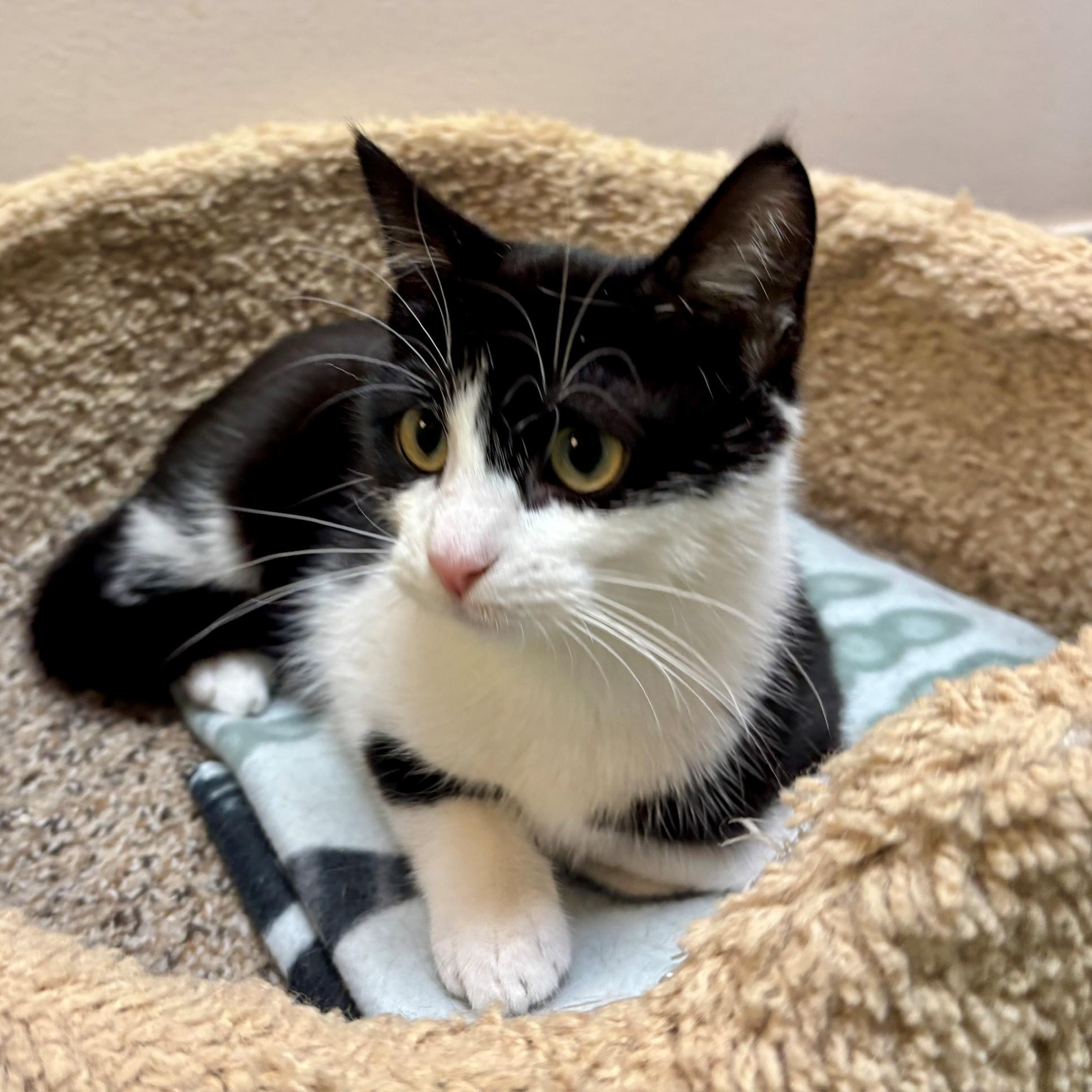 Enlarge Harriet, a Adoptable Domestic Short Hair in Dover, DE image 4/6