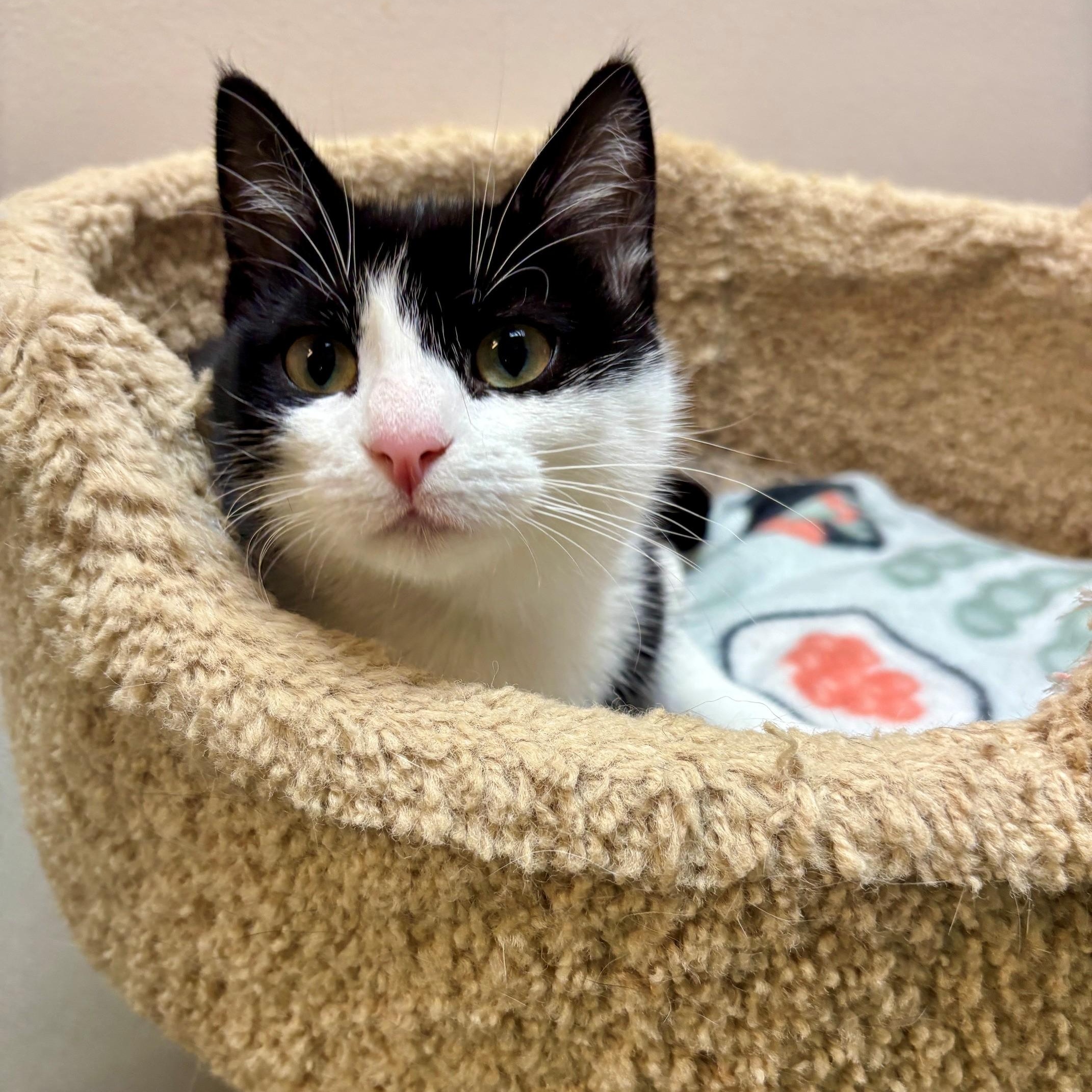 Enlarge Harriet, a Adoptable Domestic Short Hair in Dover, DE image 1/6