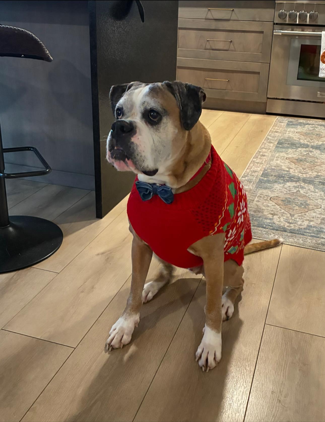 Damon, Adoptable, Senior Male Boxer.