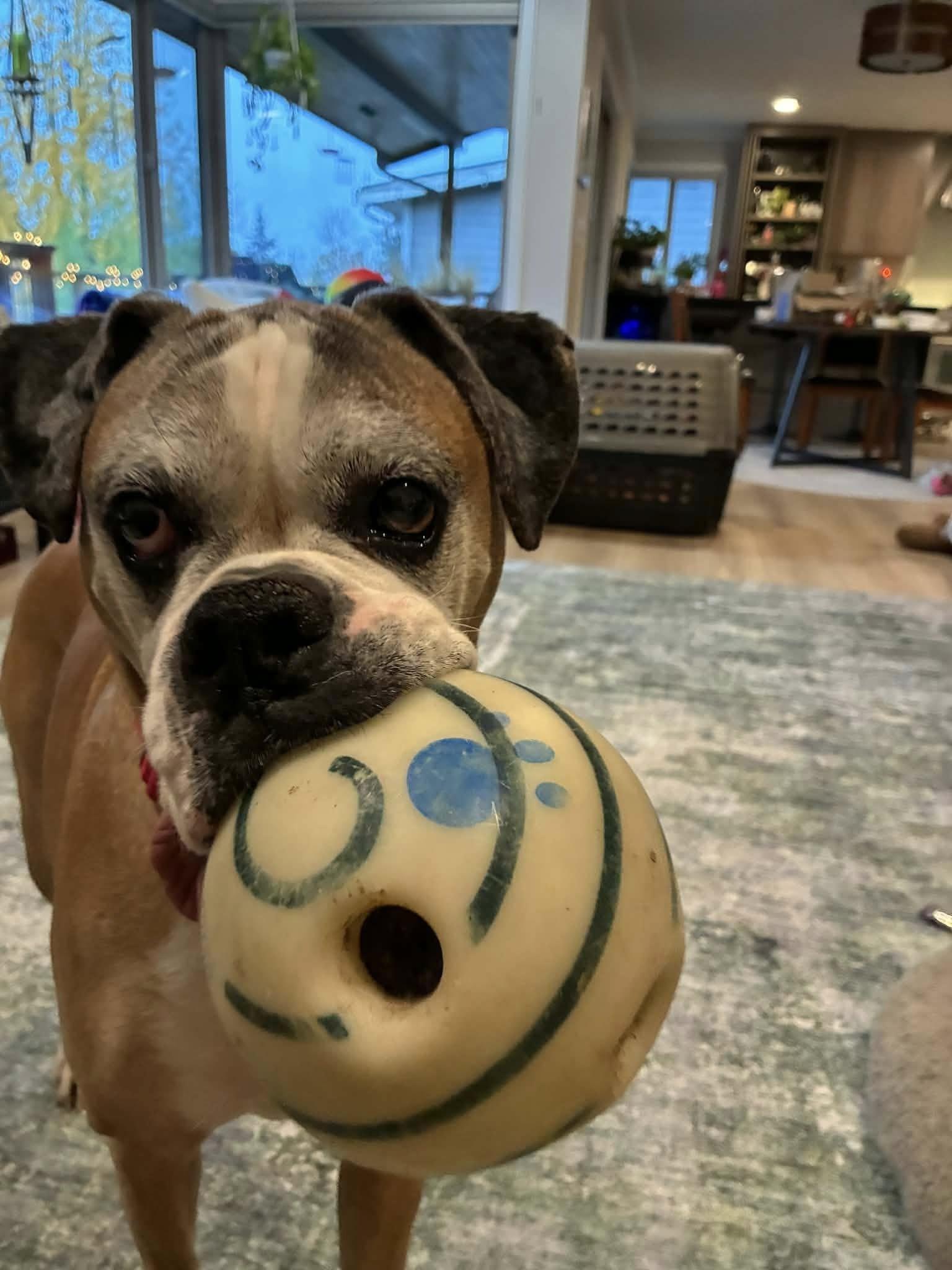 Enlarge Damon, a Adoptable Boxer in McMinnville, OR image 2/3