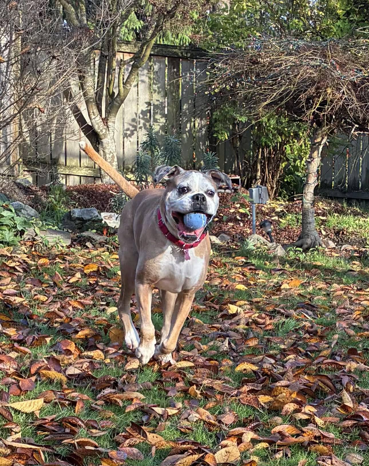 Enlarge Damon, a Adoptable Boxer in McMinnville, OR image 3/3