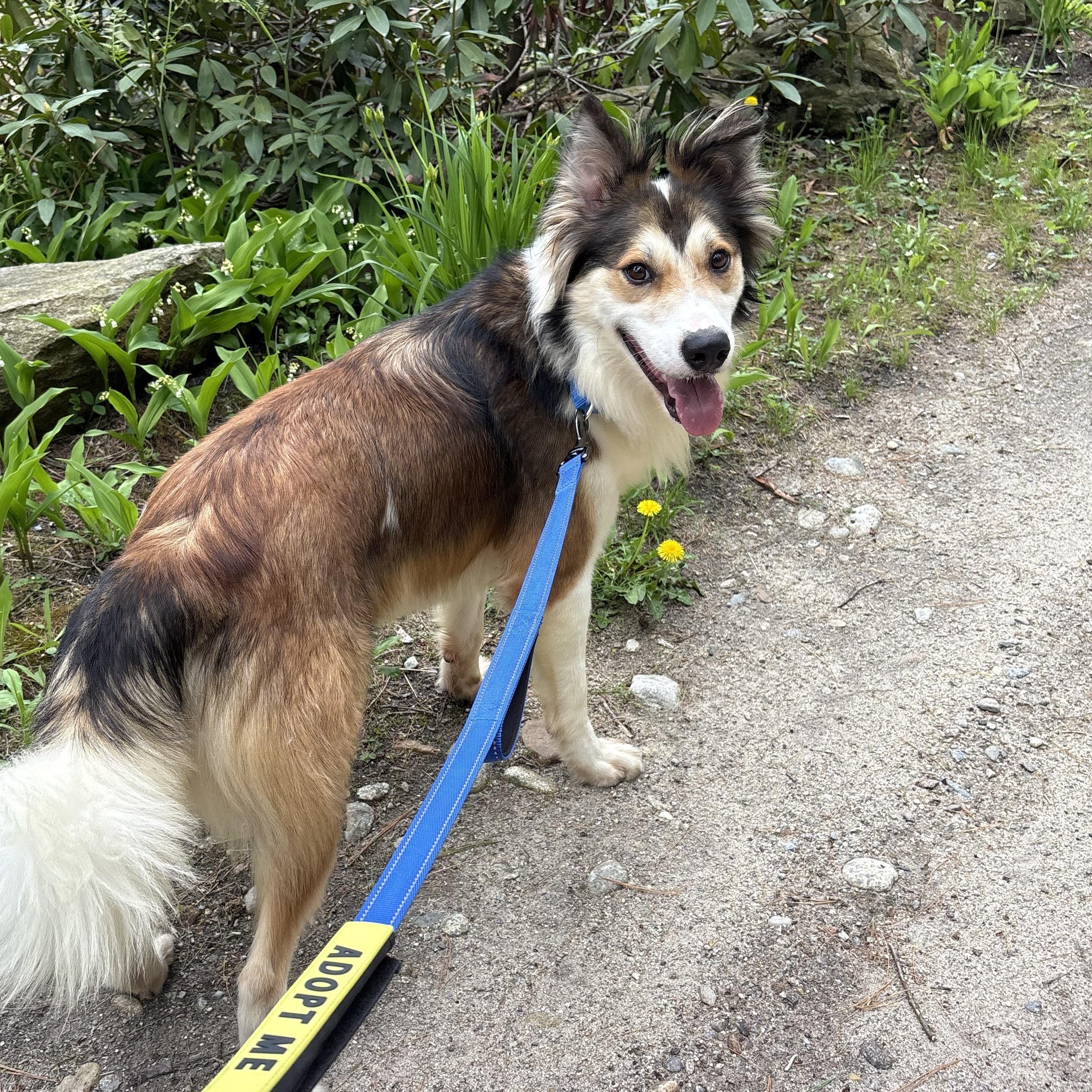 Nanook