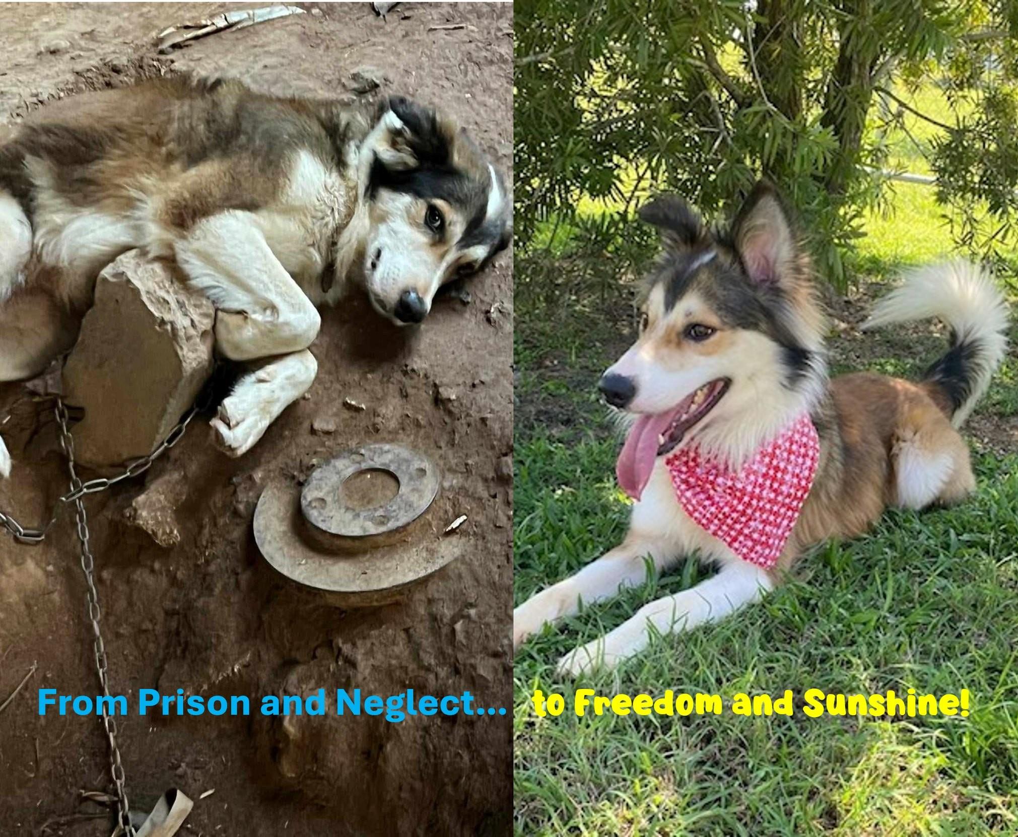 Nanook