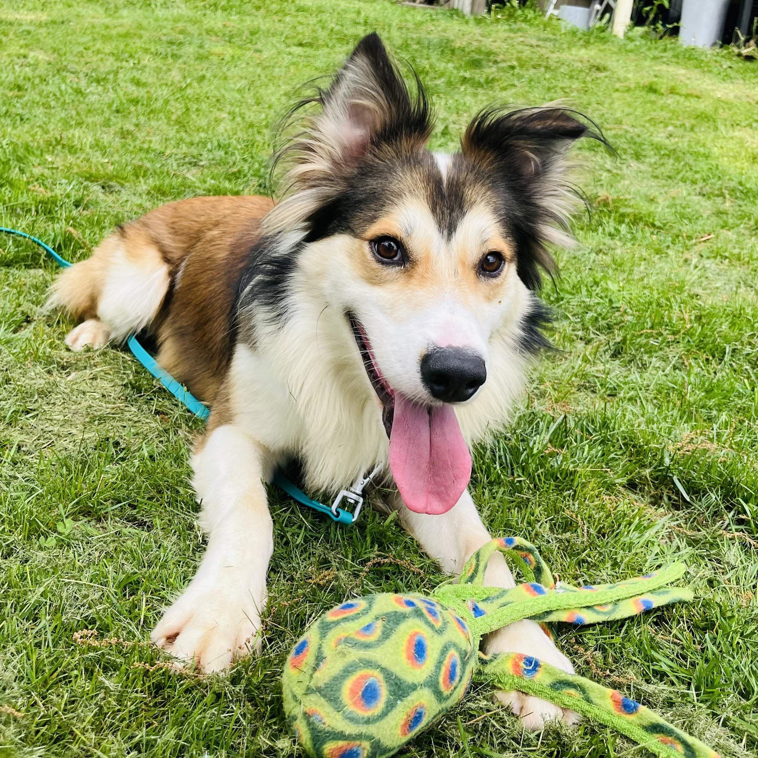 Nanook, Adoptable, Young Male Collie & Border Collie.
