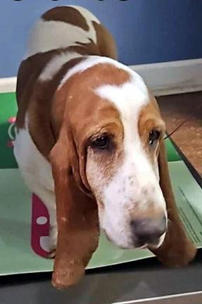 BOSTON, Adoptable, Young Male Basset Hound.