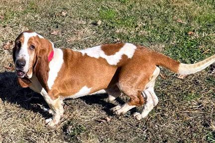 Enlarge BOSTON, a Adoptable Basset Hound in Mays Landing, NJ image 2/3