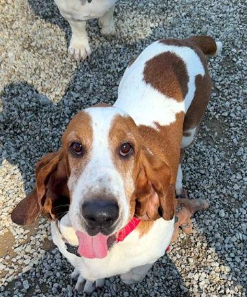 Enlarge BOSTON, a Adoptable Basset Hound in Mays Landing, NJ image 3/3
