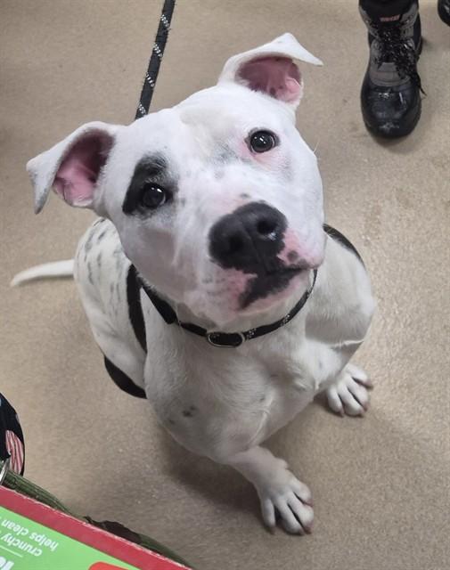 Enlarge ZEBRA, a Adoptable Pit Bull Terrier in Decatur, IL image 1/1