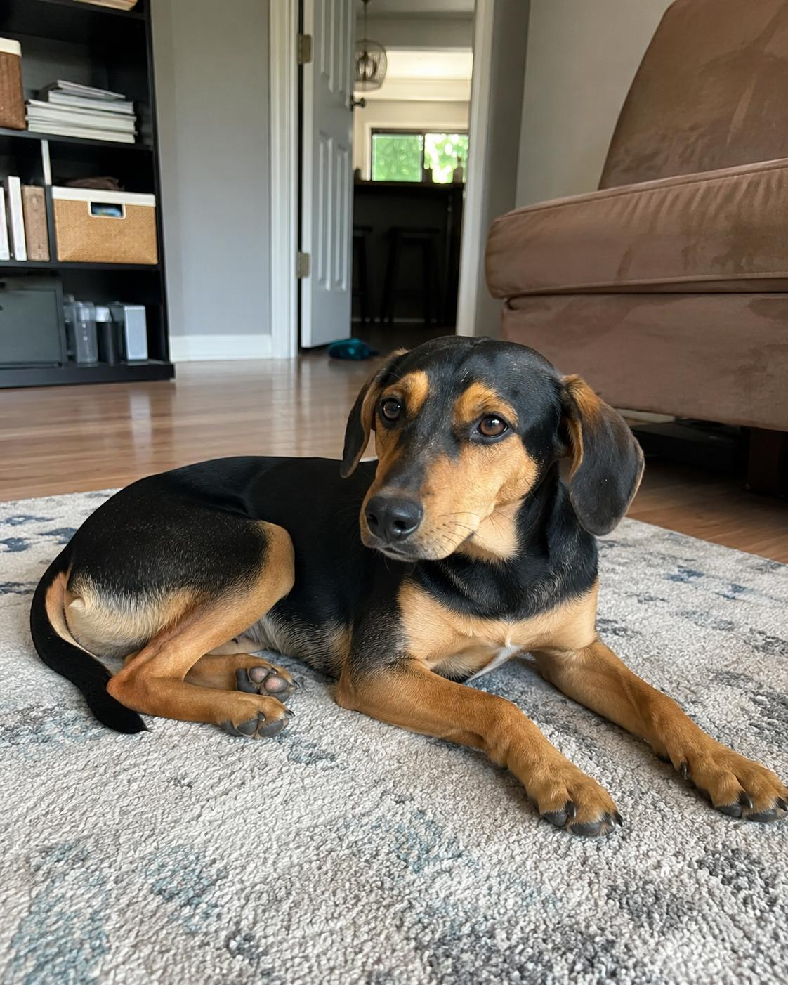 Enlarge Mango, an adoptable mixed breed in Encinitas, CA image 3/3
