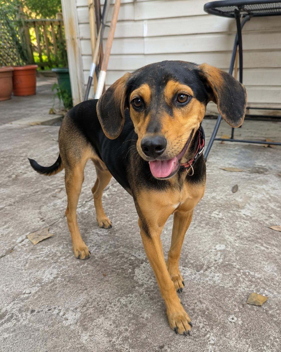 Enlarge Mango, an adoptable mixed breed in Encinitas, CA image 1/3