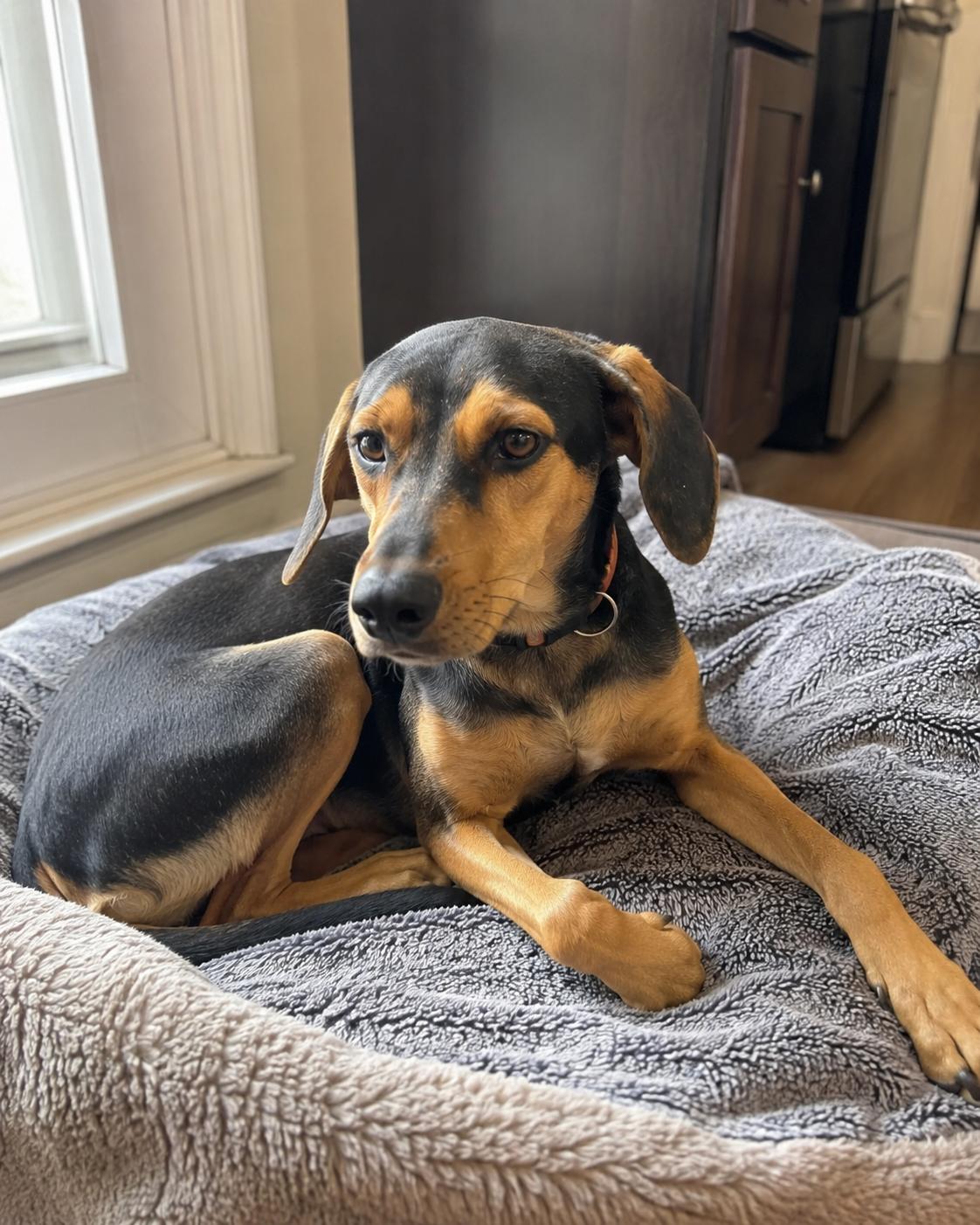 Enlarge Mango, an adoptable mixed breed in Encinitas, CA image 2/3