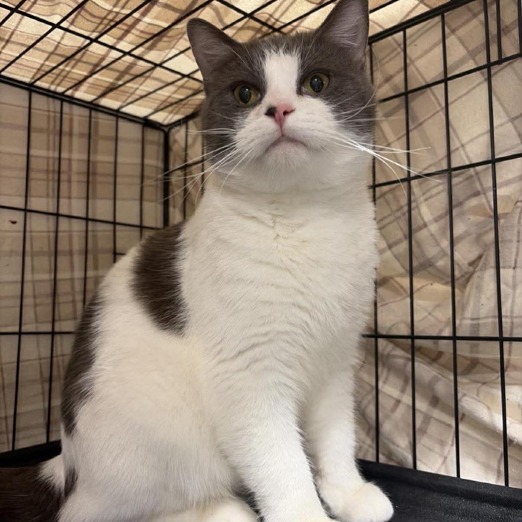 Squeak ARC2026-012, Adoptable, Young Male Domestic Short Hair.