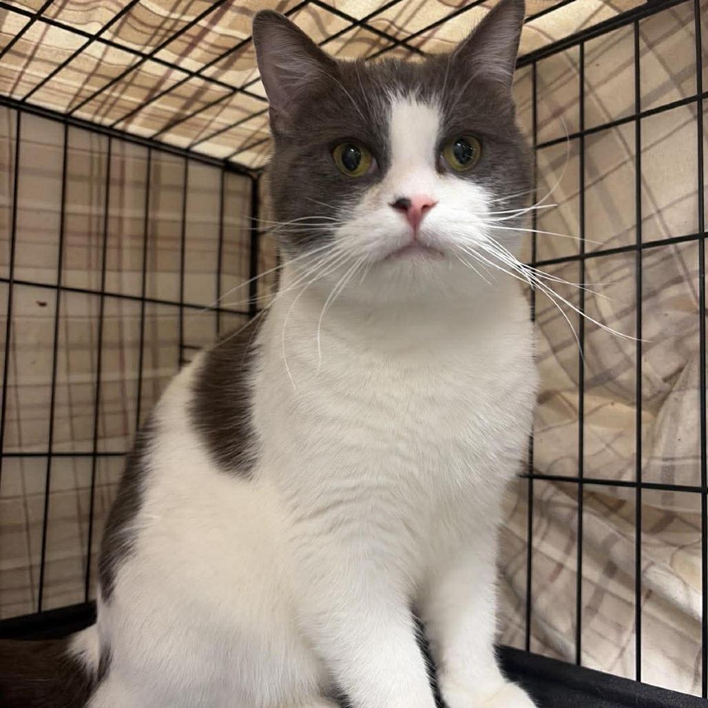 Enlarge Squeak ARC2026-012, a Adoptable Domestic Short Hair in Akron, NY image 2/3