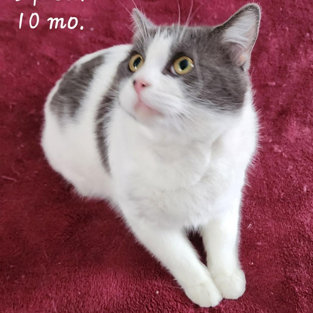 Squeak ARC2026-0012, Adoptable, Young Male Domestic Short Hair.