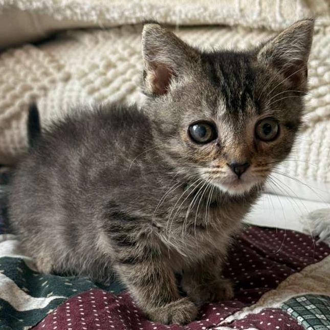 Enlarge Nova 2.0, a Adoptable Domestic Short Hair in Winchester, VA image 1/2