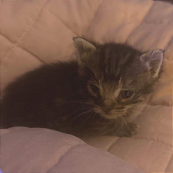 Enlarge Nova 2.0, a Adoptable Domestic Short Hair in Winchester, VA image 2/2