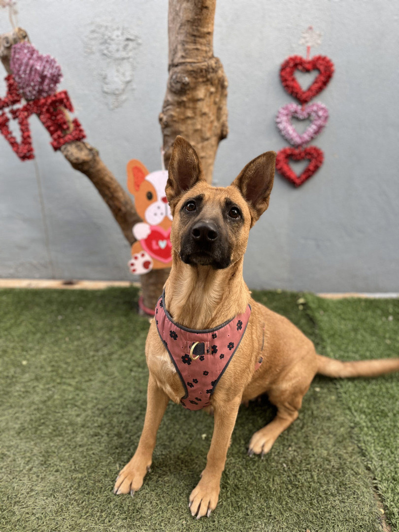 Dog for adoption Nala, a German Shepherd Dog & Belgian Shepherd