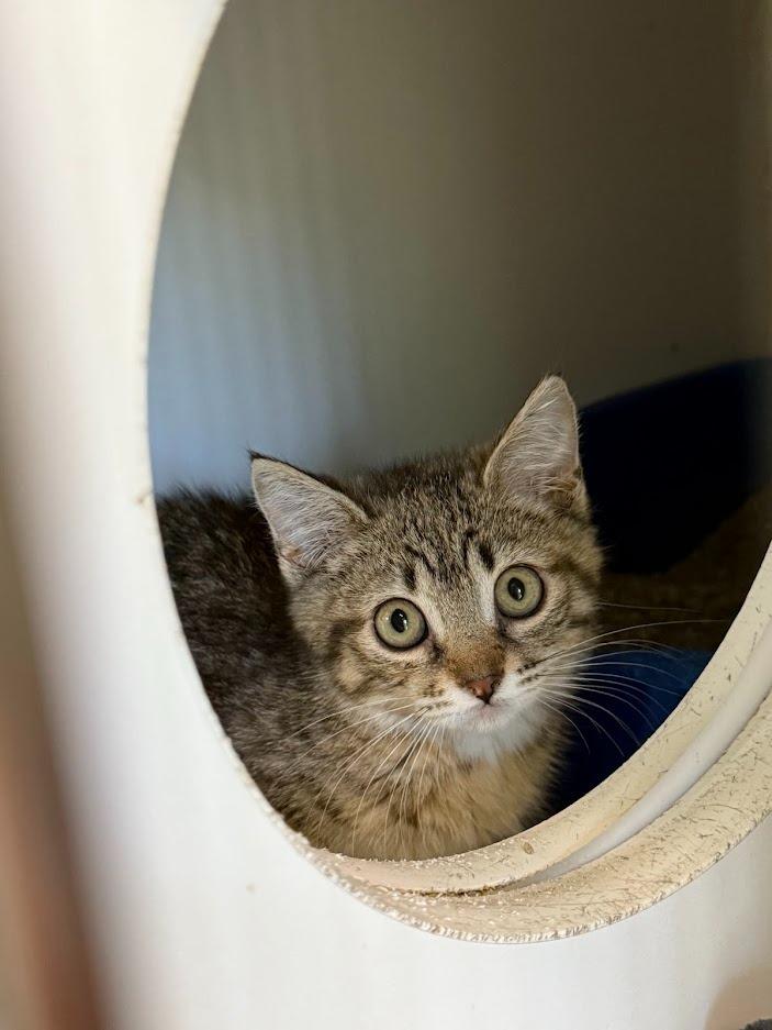 Russia, Adoptable, Young Female Domestic Short Hair.