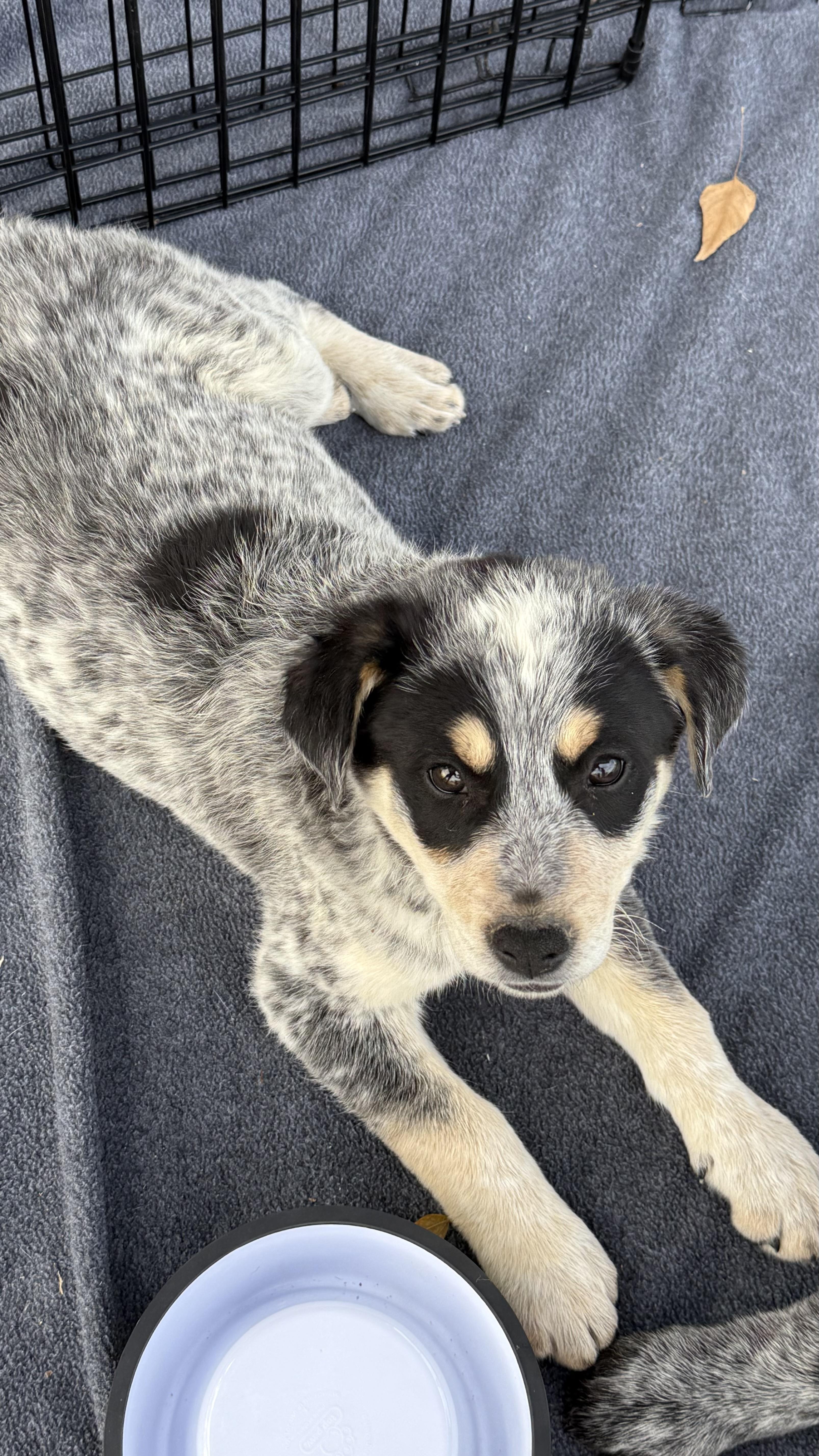 Sport, a ADOPTABLE mixed breed in Scottsdale, AZ image 2/3